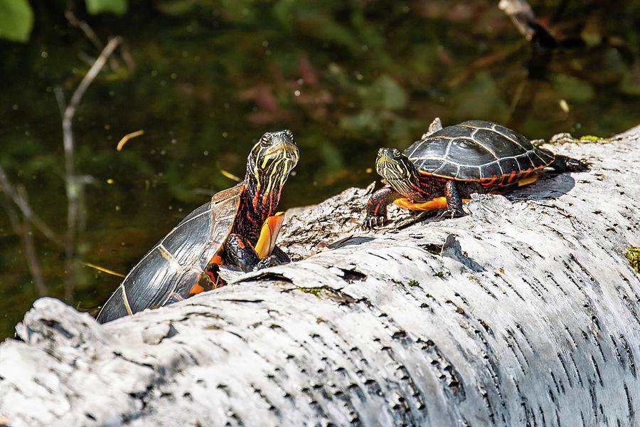 Two Turtles Photograph by Tim Kirchoff