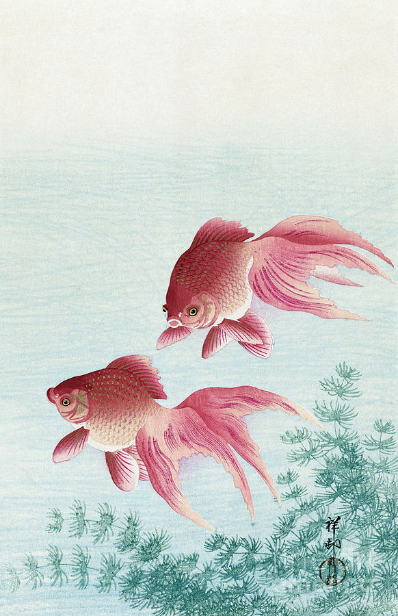 Two Veiltail Goldfish Drawing by Ohara Koson