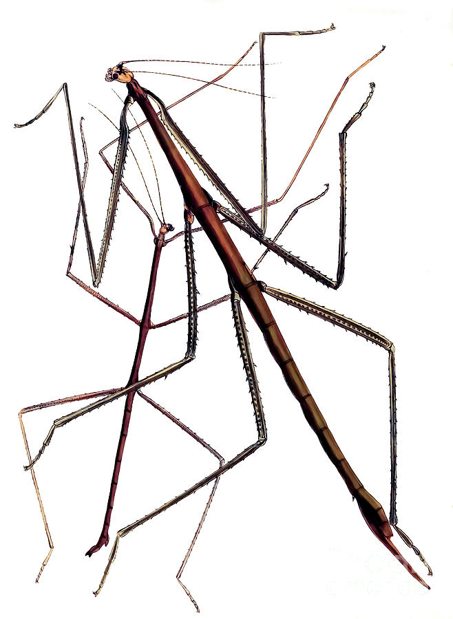 Two Walking Stick Insects Photograph by Sad Hill - Bizarre Los Angeles Archive