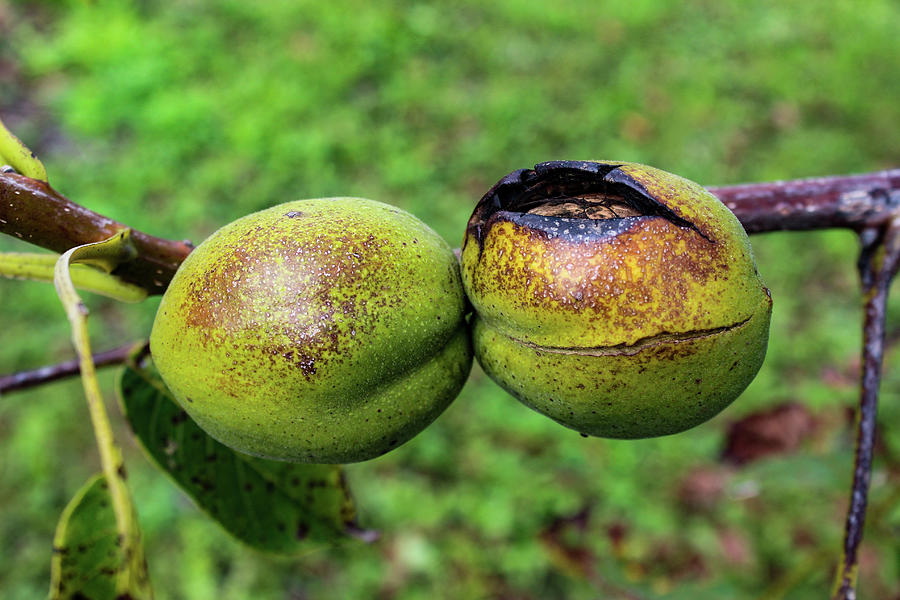 walnut shell green