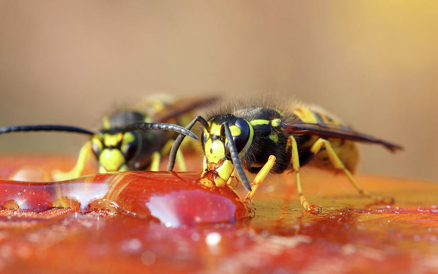 Two Wasp Eating Honey Photograph By Mikhail Kokhanchikov - Fine Art America