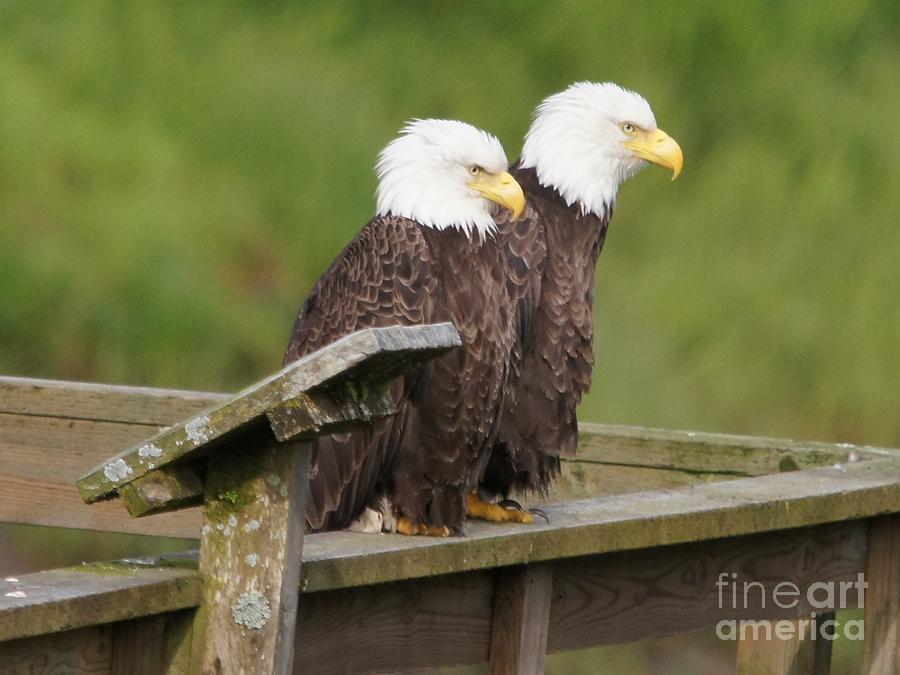 Two Watching Eagles Photograph by Steve Speights