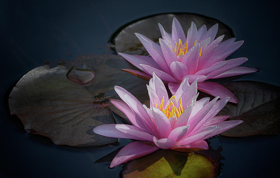 Two Water Lilies in Pink Photograph by Julie Palencia