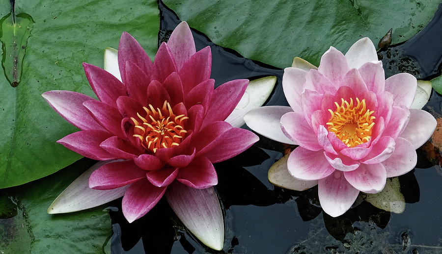 Two Water Lilies Photograph by Jeff Townsend