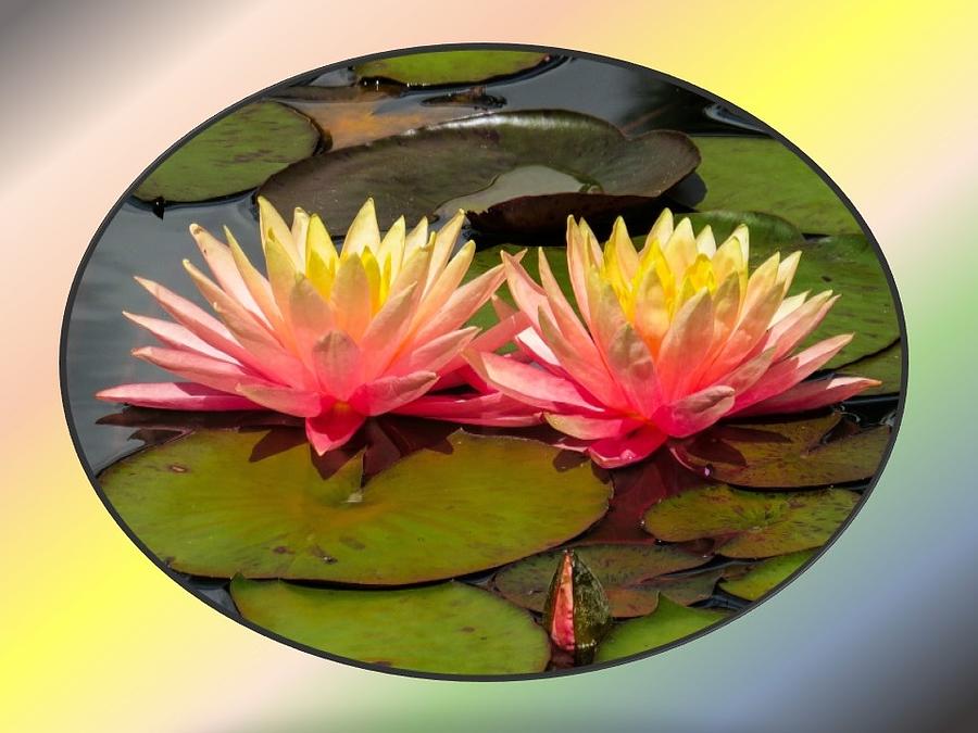 Two Water Lilies  Photograph by Nancy Ayanna Wyatt