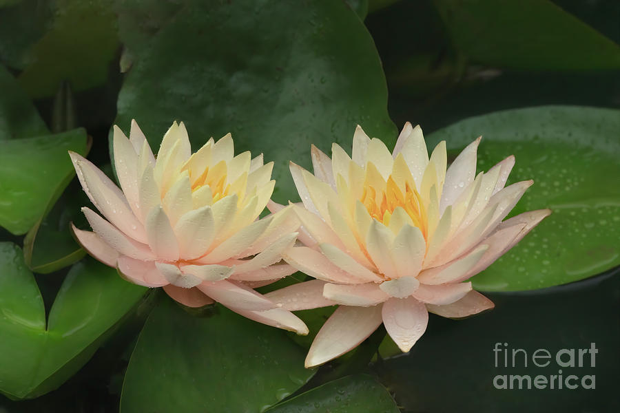 Flowers Still Life Photograph - Two Water Lilies Up Close by Linda D Lester