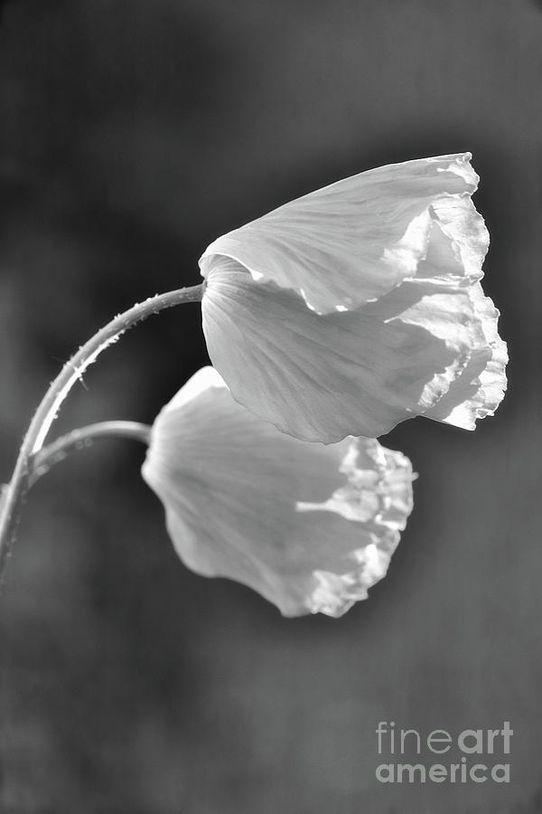 Two Welsh Poppies - Black and White Photograph by Yvonne Johnstone