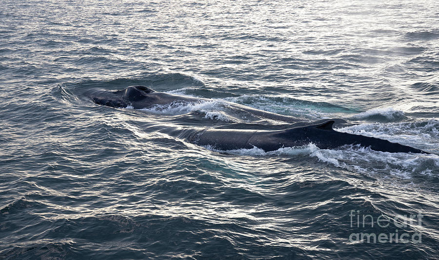 Two Whales Photograph by Jeannette Hunt