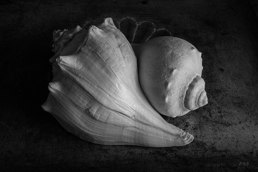 Two Whelk Shells BW Photograph by David Gordon