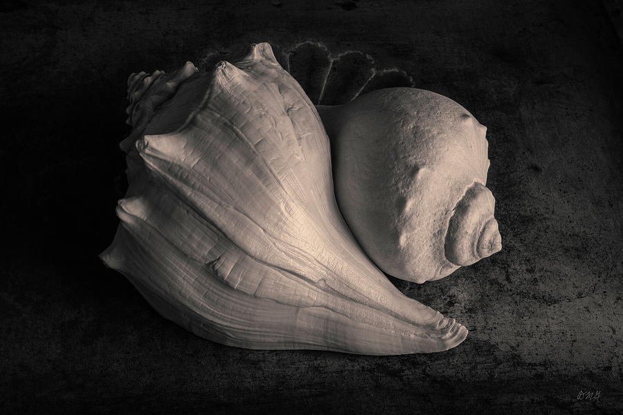 Black And White Photograph - Two Whelk Shells Toned by David Gordon
