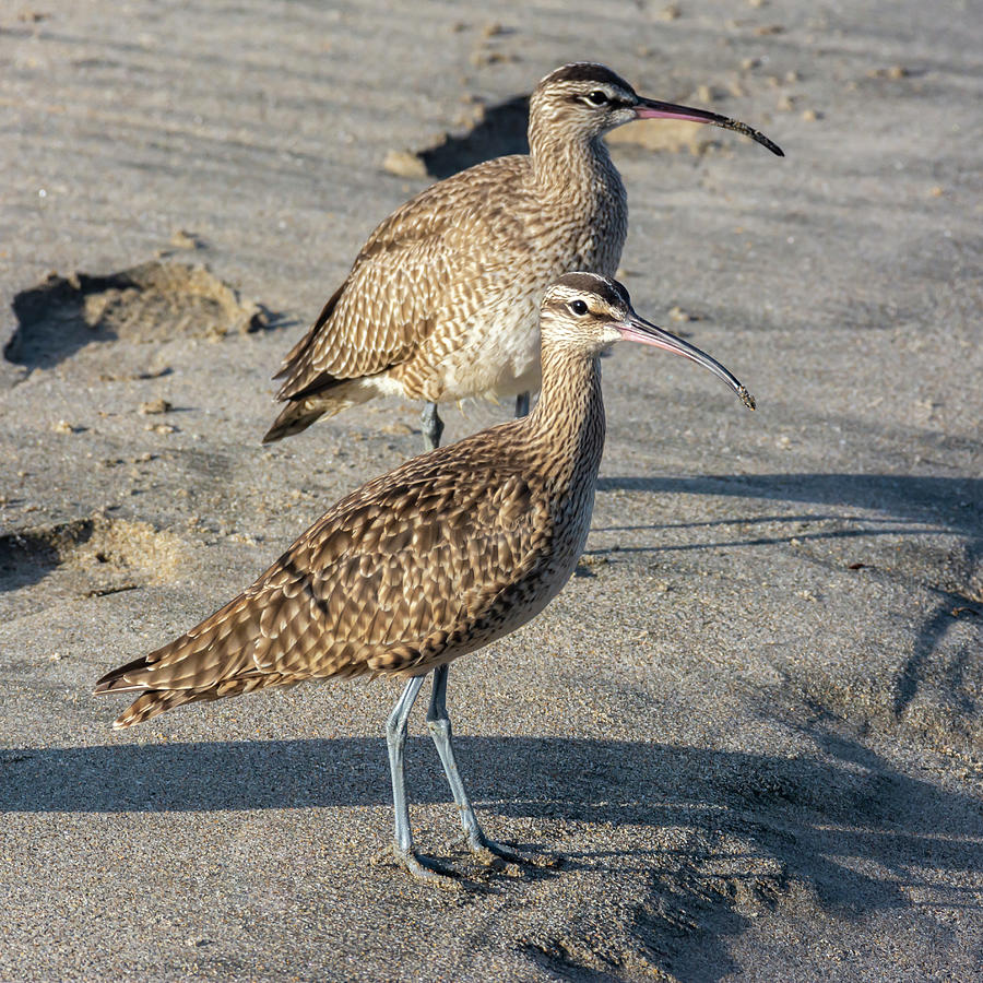 Wildlife Photograph - Two Whimbrels on the Beach 10/26 by Bruce Frye