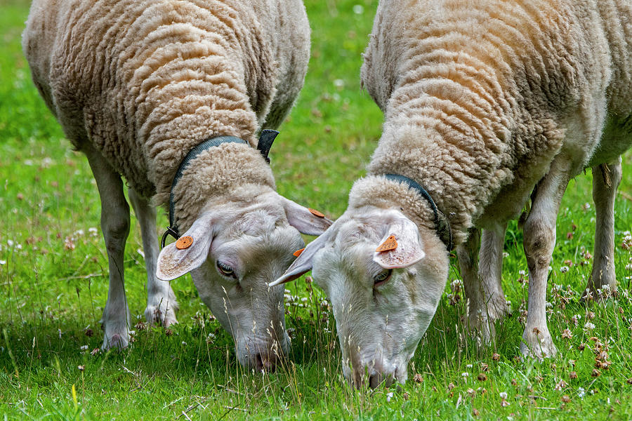 Two White Dairy Sheep Photograph by Arterra Picture Library