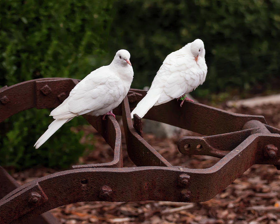 Two White Doves On Farm Equipment 001 Photograph by Flees Photos