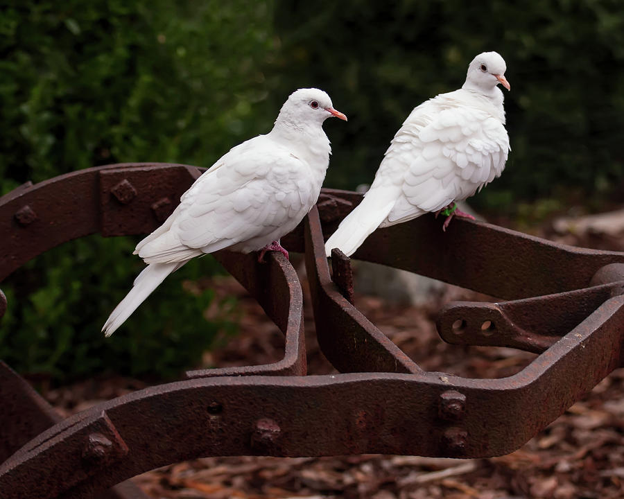 Two White Doves On Farm Equipment 002 Photograph by Flees Photos