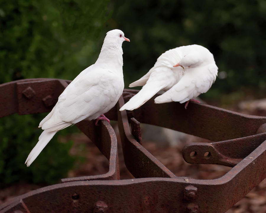 Two White Doves On Farm Equipment 003 Photograph by Flees Photos
