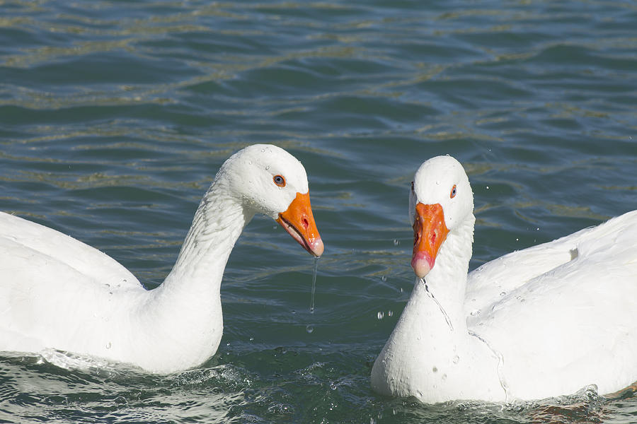 Two White Geese On The Lake Photograph by Artelow