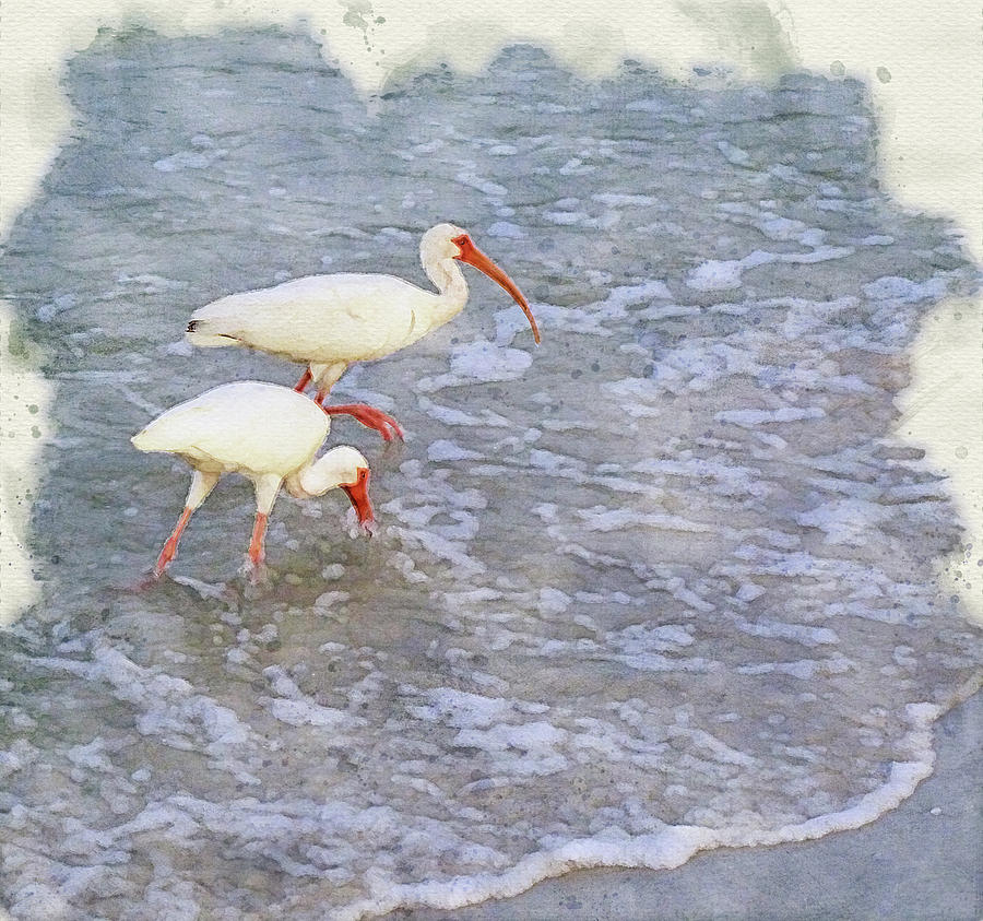Two White Ibis Out For A Stroll Digital Art by Deborah League