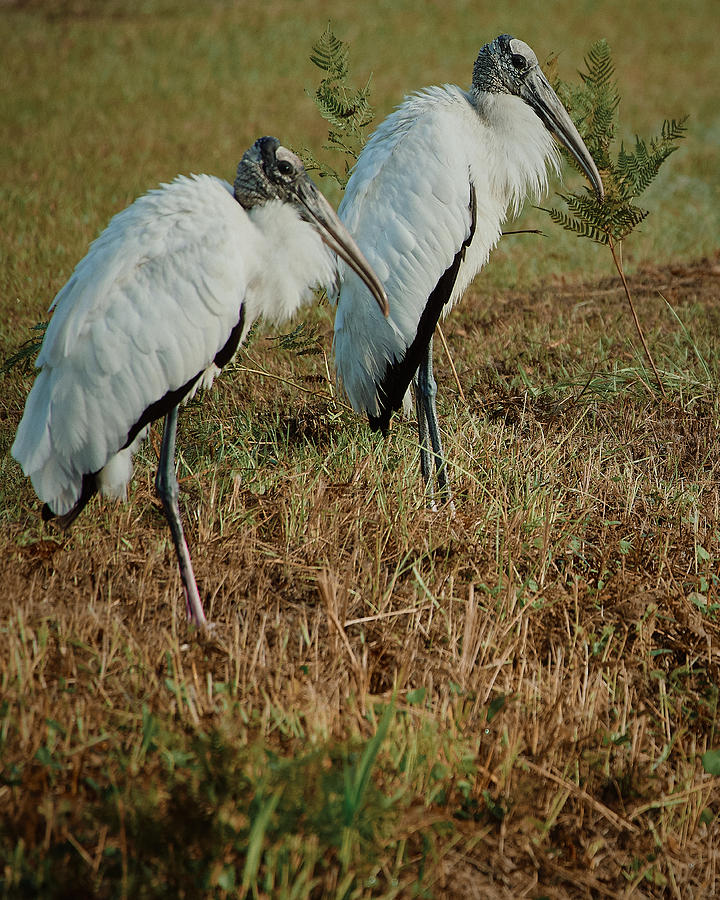 Two White Ibis Perch on a Bank Photograph by John Simmons