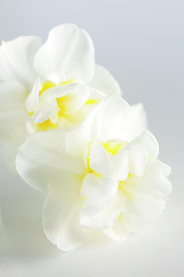 Two White Mini Daffodils On White Photograph