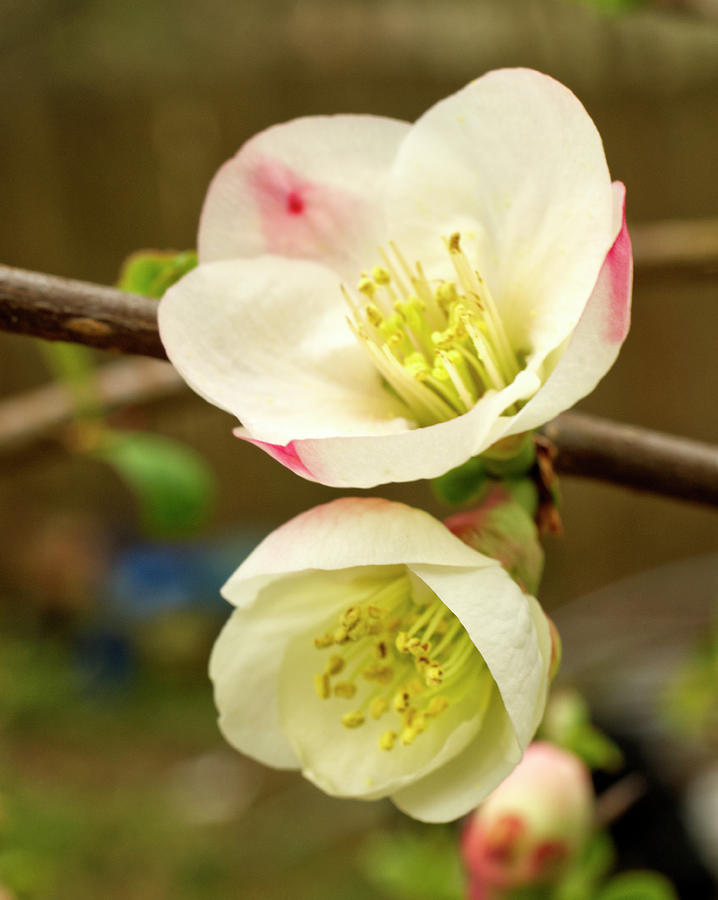 Two White Quince Blossoms March 23 Photograph by Iris Richardson