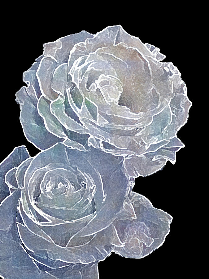 Two White Roses on Black Background Photograph by Corinne Carroll