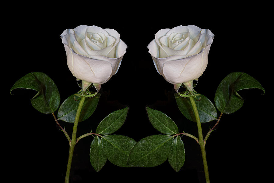 Two White Roses Photograph by Sandi Kroll