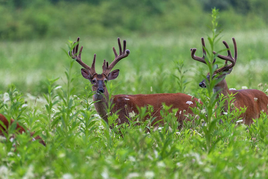 Two White Tailed deer  alert Photograph by Dan Friend