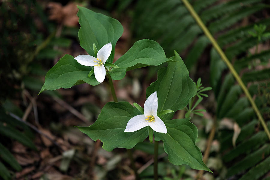 Two White Western Trillium Flowers Photograph by Michael Russell