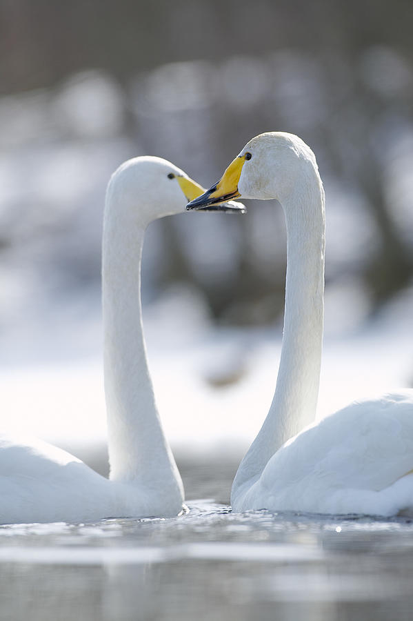 Two Whooper swans (Anas Platyrhnchos) on lake Photograph by Roine Magnusson