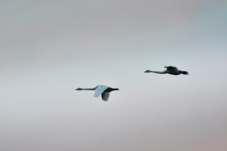 Two whooper swans are flying through a blue gray evening sky Photograph by Ulrich Kunst And Bettina Scheidulin
