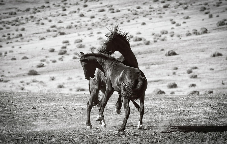 Two wild black foals sparing Photograph by Waterdancer