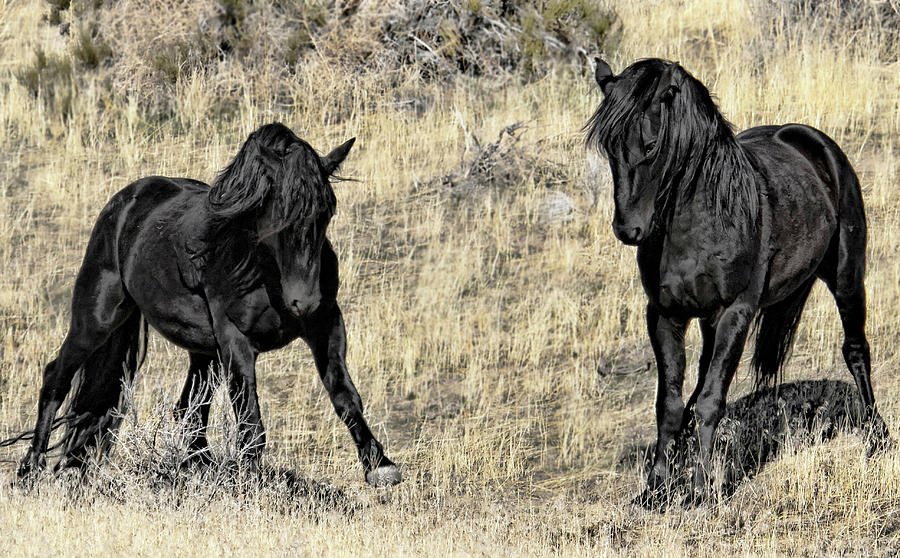 Two Wild Black Mustang Stallions Fighting Photograph by Waterdancer