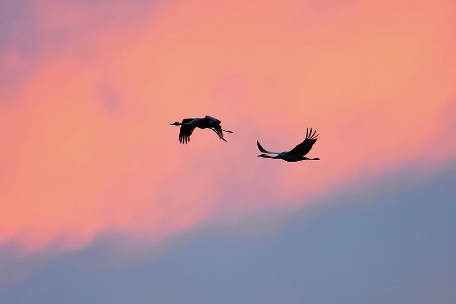 Two wild cranes are flying past pink clouds at sunset Photograph by Ulrich Kunst And Bettina Scheidulin