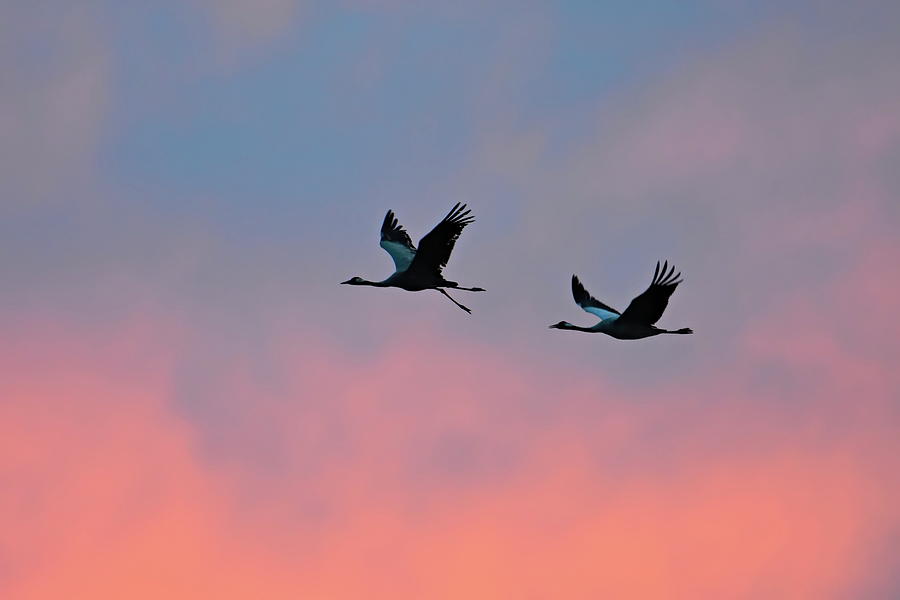 Two wild cranes are flying through the vibrant pink and violet sky at sunset Photograph by Ulrich Kunst And Bettina Scheidulin