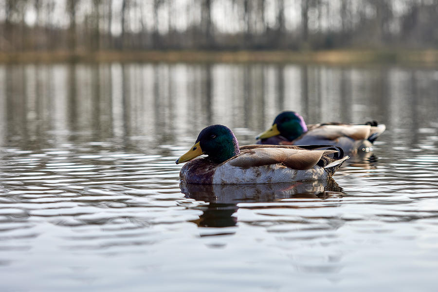 Two wild ducks on water  Photograph by Sebastian Radu