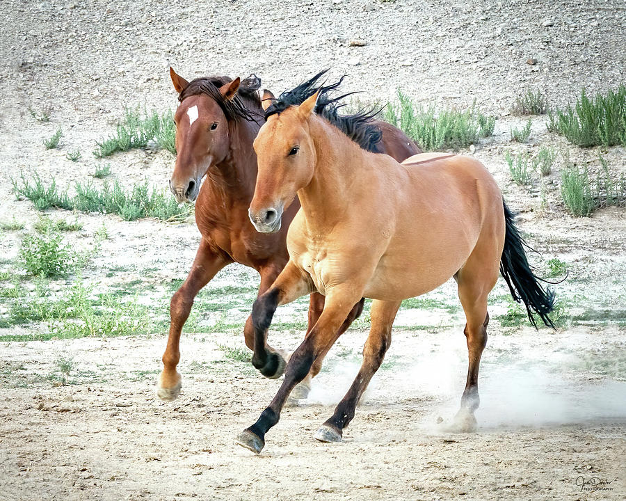 Two Wild Horse Buddies  Photograph by Judi Dressler