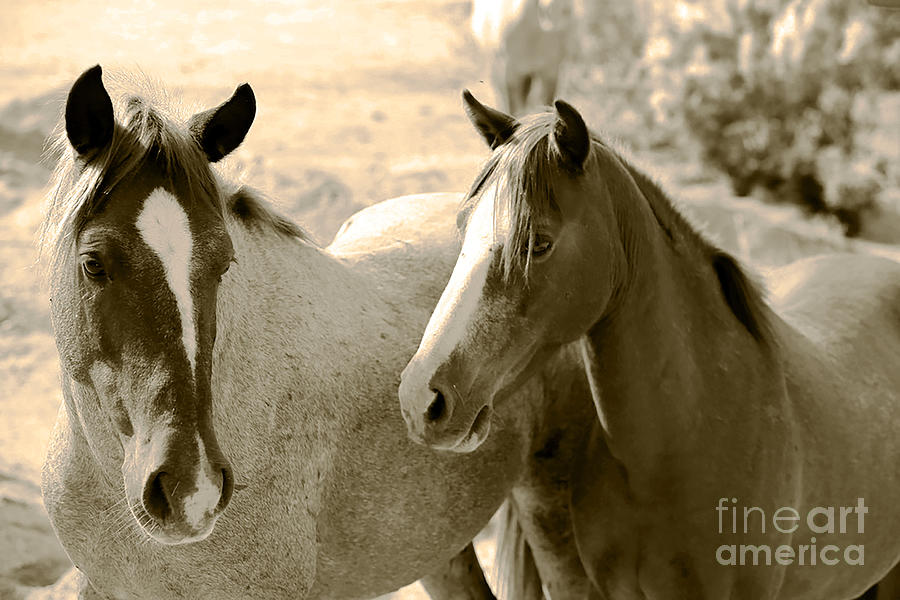 Two Wild Horses Photograph by Kate Purdy
