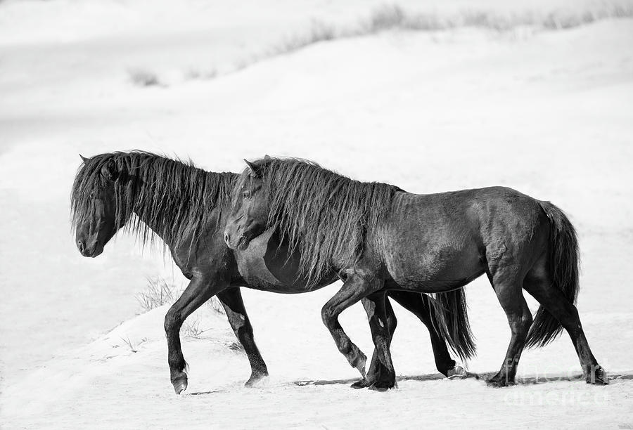 Two Wild Sable Island Stallions Walk Photograph by Carol Walker