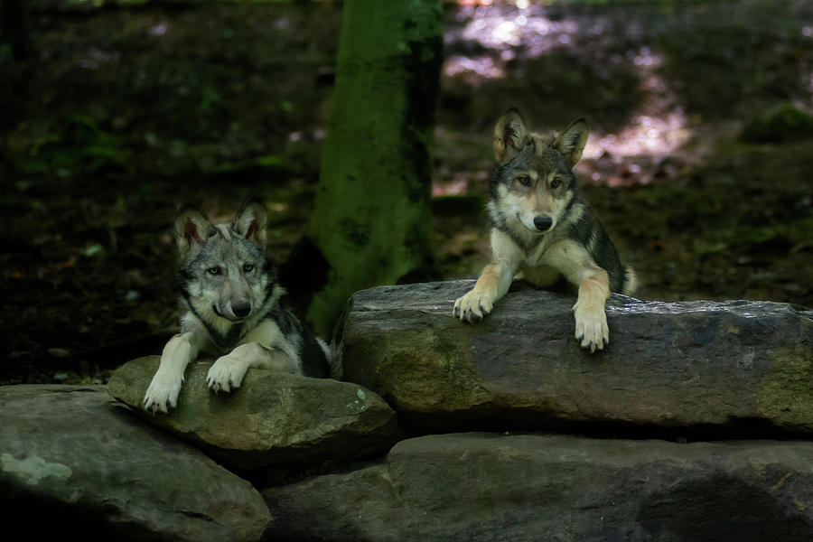 Two Wolves At Attention And At Alert Photograph