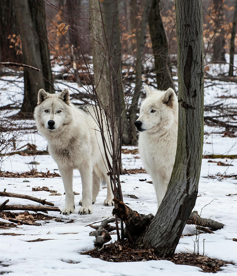 Two Wolves In The Woods Photograph by Gary Slawsky