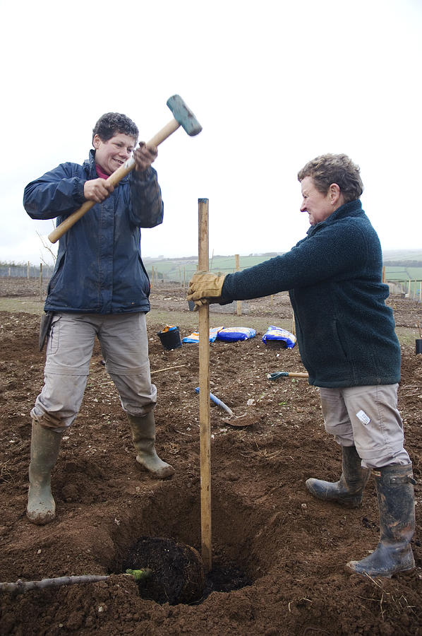 Two Women Knocking In Tree Stake at Rural Allotments, UK Photograph by Kim Sayer