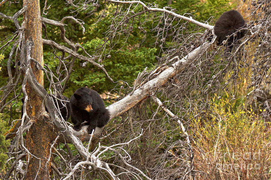 Two Yearlings In A Tree Photograph by Adam Jewell