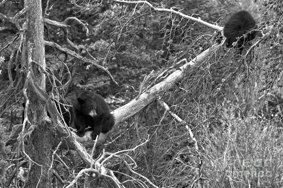 Two Yearlings In A Tree Black And White Photograph by Adam Jewell