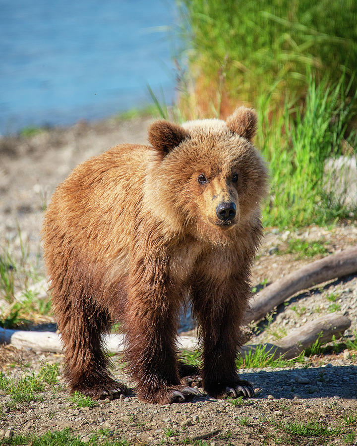 Two years old grizzly cub Photograph by Alex Mironyuk