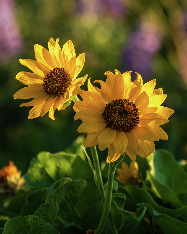 Two Yellow Balsamroot Flowers Photograph by Catherine Avilez