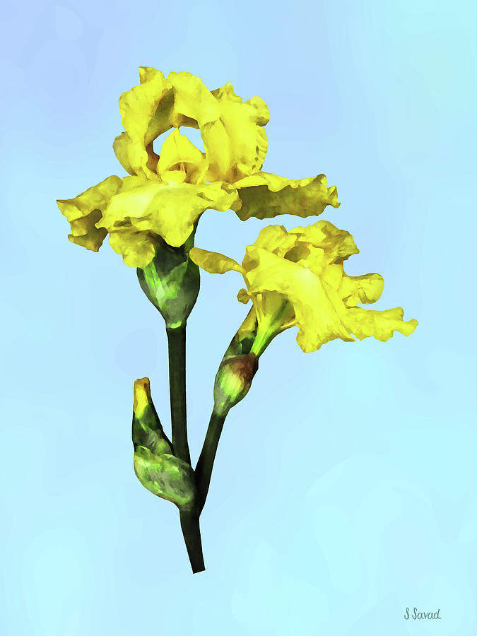 Two Yellow Irises and Buds Photograph by Susan Savad