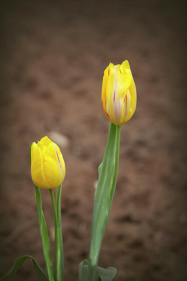 Two Yellow Tulips Photograph by Elaine Teague