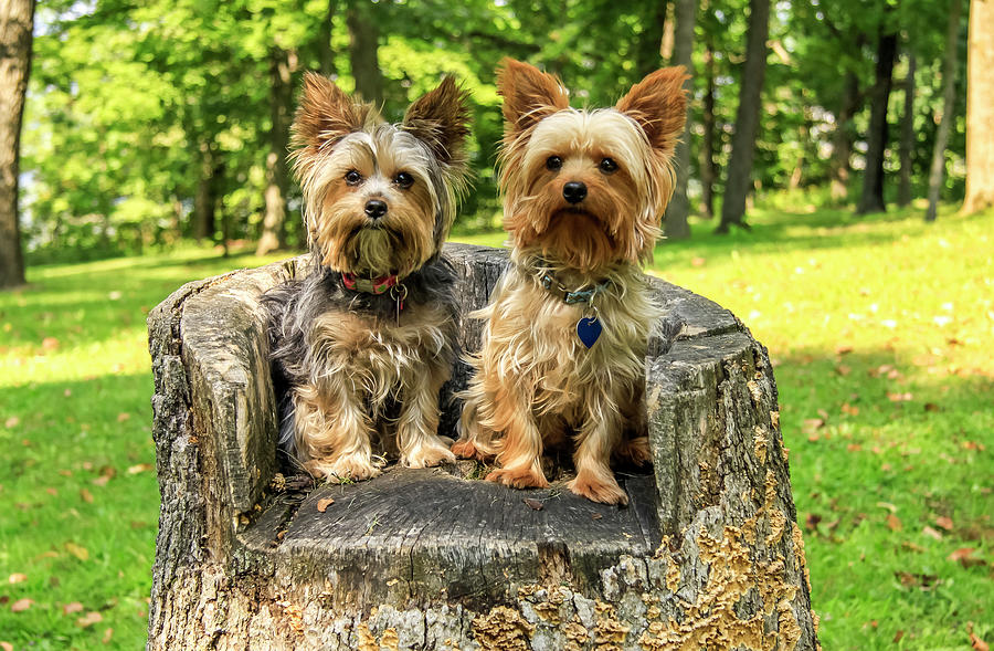 Two Yorkies on a Tree Stump Photograph by Dawn Richards