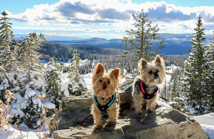 Two Yorkies with a Snowy View Photograph by Dawn Richards