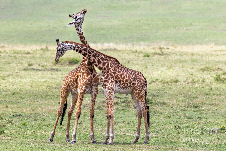 Two young adult male Masai giraffes, giraffa camelopardalis, necking or sparring in the Masai Mara, Kenya. This aggressive behaviour is to establish dominance Photograph by Jane Rix
